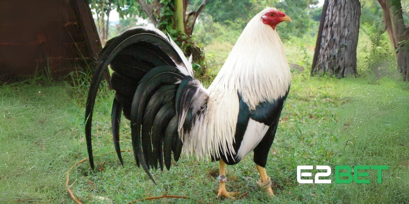 Ý chí chiến đấu kiên cường