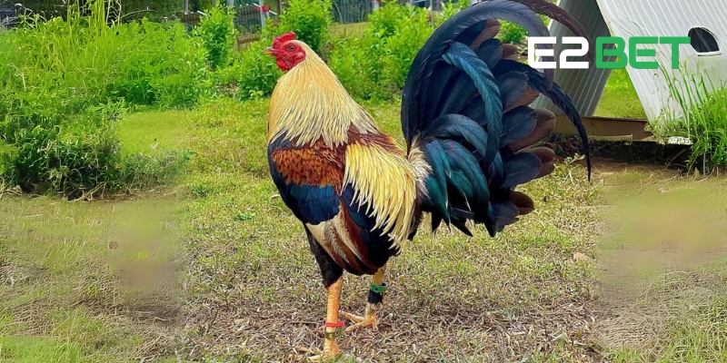 Cựa và móng chắc khỏe