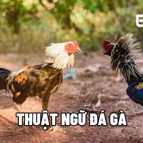 thuật ngữ đá gà