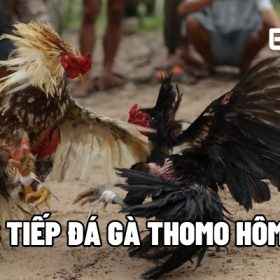 truc tiep da ga thomo hom nay 1
