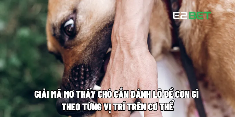 Giải mã mơ thấy chó cắn đánh lô đề con gì theo từng vị trí trên cơ thể
