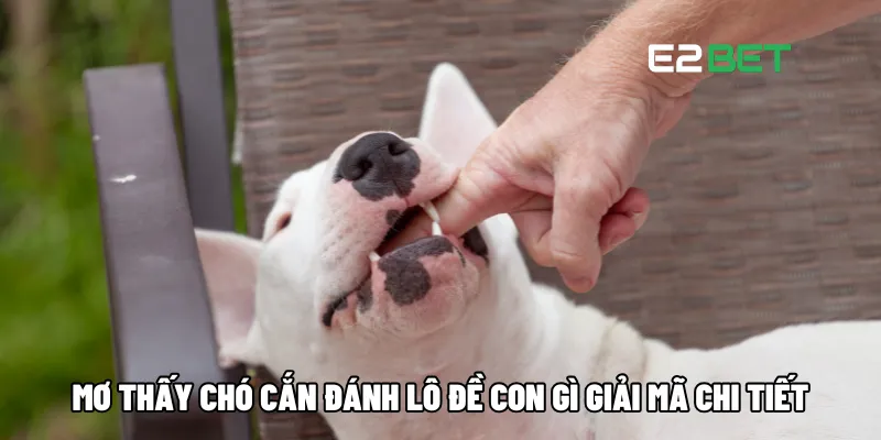 Mơ thấy chó cắn đánh lô đề con gì giải mã chi tiết