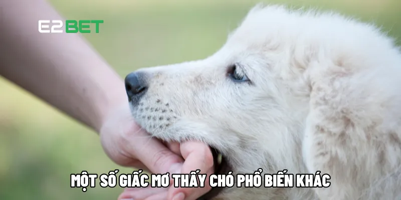 Một số giấc mơ thấy chó phổ biến khác